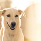 Beautiful White Dog