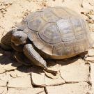Tortoise in his element