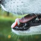 Dog with Bad Breath