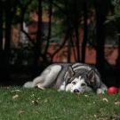 Dog and Ball