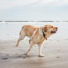 Dog at the beach