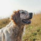 Dog on a Hill