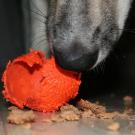 dog chewing ball