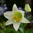 image of an Easter lily