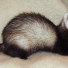 Cute Ferret