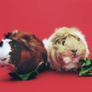 Healthy Shopping Guide for Guinea Pigs