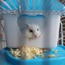 white hamster in cage