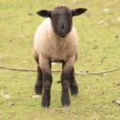 picture of a lamb standing in a field