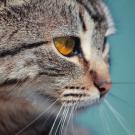 cat with orange eye