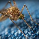 What is the West Nile virus?