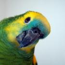 parrot
