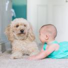 dog and baby