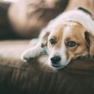 brown and white dog