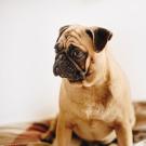 Bruce the Dog