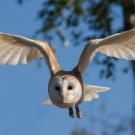 barn owl flying