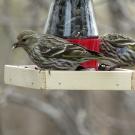 pine siskins at bird feeder