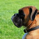 left side profile of a Boxer dog