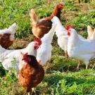free range chickens