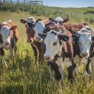 group of brown and white cattle