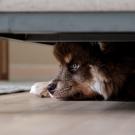 Fearful dog hiding under couch