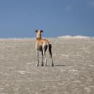 greyhound dog standing in arid landscape