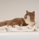 long haired cat lying on a towel