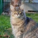 picture of Maine Coon cat