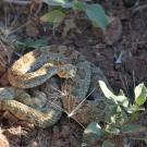 Rattlesnake curled up in leaf litter