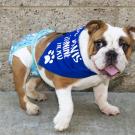 Picture of a young English bulldog affected with spina bifida