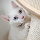 white cat with post